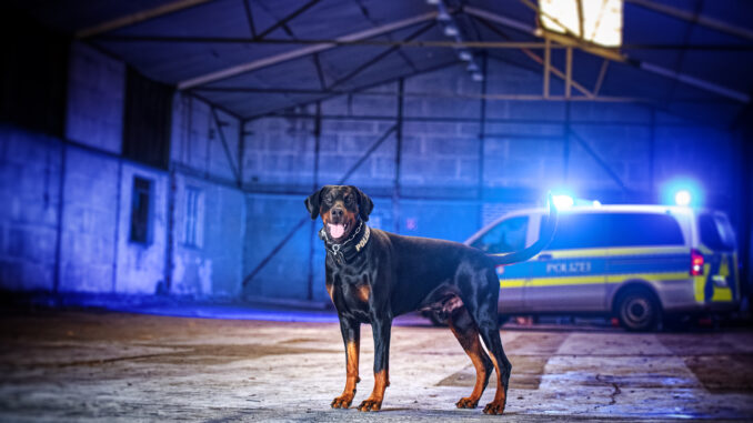 Diensthund Hawk (© Polizei MG, Julia Behrens)