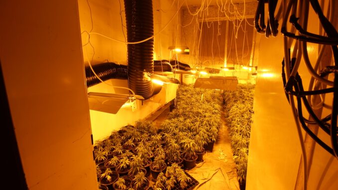 Cannabisplantage